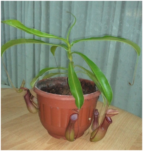 Figure 1. Nepenthes gracilis Korth.