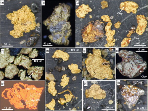 Figure 8. Range of typical gold particle sizes and morphologies in Blue Spur Conglomerate at Waitahuna Gully mine. A,B, Angular particles. C,D, Rounded ellipsoidal particles with authigenic clay in surface depressions, and a flake with Mn oxyhydroxide coating in C. E, Incident light image of a polished section through a flake with folded rim. Paler relict core zones (dotted lines) have higher Ag contents than rim zones. F–H, Folded flakes, with a quartz clast embedded in flake in G. I,J, Close views of rounded ellipsoidal particles with authigenic clay overgrowths. Particle in J has been incipiently amalgamated with mercury during the mine concentration process.