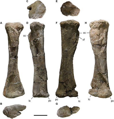 Figure 12. Titanomachya gimenezi, holotype. Tibiae: (a-d) left tibia MPEF 11547/6 in A, anterior; B, distal; C, lateral and D, proximal views. Abbreviations: cc, cnemial crest; cf, cnemial fossa; lc, lateral condyle; pc, posterior condyle. Scale bar = 10 cm.