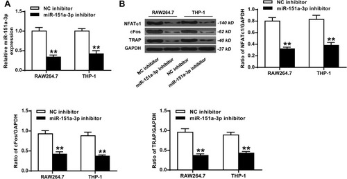 Figure 3 Silencing of microRNA-151a-3p restrained RANKL-induced differentiation of THP-1 cells and RAW264.7 cells into osteoclasts. RAW264.7 and THP-1 cells were treated with microRNA-151a-3p inhibitor. (A) The expression levels of microRNA-151a-3p in THP-1 cells and RAW264.7 cells. (B) The expression levels of TRAP, NFATc1 and c-Fos. **P < 0.01.