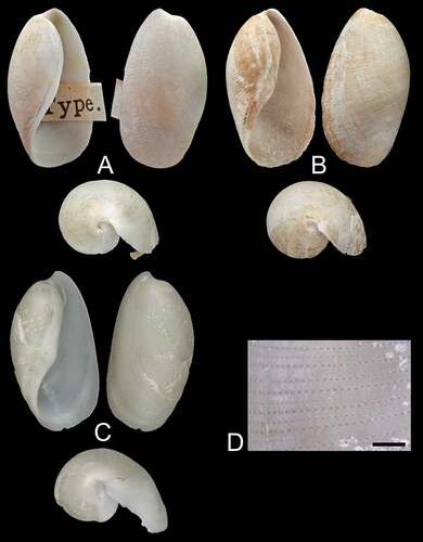 Figure 1. Scaphander gracilis Watson, Citation1883. (a) apertural (left), adpertural (right), apical (bottom) views of shell from south off Flores Island, Azores, lectotype, NHMUK 1887.2.9.2183–6, H = 13.5 mm (images courtesy of the NHMUK photographic unit). (b) apertural (left), adpertural (right), apical (bottom) views of shell from south of São Miguel Island, Azores, paralectotype, NHMUK 1887.2.9.2187 − 8, H = 13.0 mm (images courtesy of the NHMUK photographic unit). (c) apertural (left), adpertural (right), apical (bottom) views of shell from between São Miguel and Santa Maria Islands, Azores, DBUA 1630, H = 20 mm. (d) stereo microscope image of the sculpture of the shell illustrated in C. Scale bar = 1 mm.