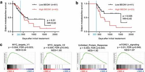 Figure 6. Elevated Beclin-1 expression in the primary tumor of PAAD patients is associated with an increased rate of metastasis in the patient cohort with a metastasis-free survival greater than 360 days. a) Kaplan–Meier curves for distant metastasis-free survival in PAAD patients according to the level of Beclin-1 transcripts in their primary tumor. b) Same as (a) but restricted to patients with survival time greater than 360 days. Initial treatment was partial or total pancreatectomy to remove the tumor and at least 78% of patients received adjuvant pharmaceutical treatments (see S2 file). Significance (p) of the difference in survival and hazard ratio (HR) were calculated with a Mantel-Cox Log-ranked test. c) Gene set enrichment analysis (GSEA) showing significant enrichment for hallmarks of MYC, mTORC1 and unfolded protein response signaling activity [Citation57] in primary tumors of PAAD patients with a distant-metastasis-free survival time less than 360 days after initial treatment (n = 60) versus greater than 360 days (n = 64). Normalized enrichment score (NES), its statistical significance (p) and its false discovery rate (FDR) are indicated.