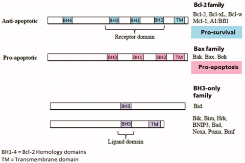Figure 3. Structure of the Bcl-2 protein family members. The BH1-3 domain forms a hydrophobic receptor domain able to sequester the BH3 domain-only proteins. BH1/2/3 domain of pro-survival Bcl-2 proteins acts as a receptor for the BH3 domain of other Bcl-2 family members.