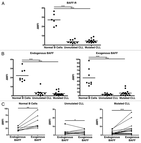 Figure 3 CLL cells lose significant BAFF-binding capacity coincident with downregulation of BAFF-R surface expression. (A) Normal B cells and CLL cells were stained for BAFF-R and an isotype-matched control antibody. The ratio of the geometric mean fluorescence intensity in specific to control antibody staining is reported here (ΔMFI). CLL samples were divided into mutated and unmutated groups reflecting the amount of somatic hypermutation undergone at the immunoglobulin locus as determined by sequencing. (B) The same CLL samples tested for BAFF-R expression in (A) and independent normal B cell controls were tested for BAFF binding by incubation with an anti-BAFF antibody labeled with biotin and stained secondarily with streptavidin bound to fluorophore. ΔMFI was determined as above relative to an isotype-matched control primary antibody. BAFF-binding was determined both immediately after isolation (“Endogenous BAFF”) and after 20 minute incubation with an excess of recombinant BAFF (“Exogenous BAFF”). (C) BAFF-binding in the normal and CLL B cells represented as matched pairs before and after the addition of recombinant BAFF. *p < 0.05; **p < 0.01; ***p < 0.001.