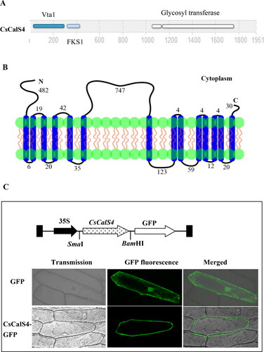 Figure 5. Amino acid sequence structure and subcellular localization of CsCalS4. (A) Predicted protein sequential element of CsCalS4 analysis. (B) The predicted topology of CsCalS4 in the cell membrane. Vertical blue bars indicate the transmembrane helices of CsCalS4. The length of the peptide chain in each non-membrane-spanning segment is indicated by the number of amino acid residues. (C) Subcellular localization of CsCalS4-GFP. This includes a diagram of the CsCalS4::GFP construct, subcellular localization of the green fluorescent protein (GFP) alone and the CsCalS4-GFP fusion protein in onion epidermal cells. Bars = 50 µm. Green indicates fluorescence from GFP.