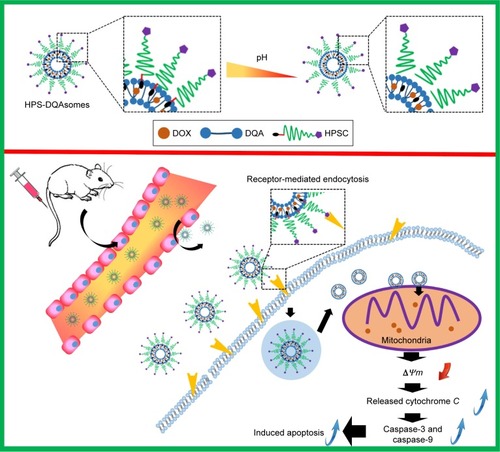 Scheme 1 Schematic illustration of pH-responsive DQAsomes and the mechanism to target tumor cells and mitochondria to induce cell apoptosis.Abbreviations: DOX, doxorubicin; DQA, dequalinium; HPSC, HER-2 peptide-PEG2000-Schiff base-cholesterol.