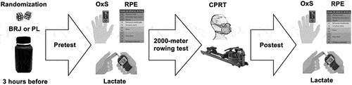 Figure 2. Experimental procedure of the rowing ergometer test.