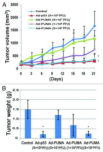 Figure 5. Ad-PUMA suppressed tumor growth in vivo. (A) The growth curve of PANC-1 tumors (n = 10 per group) subjected to Ad-PUMA and Ad-p53 treatments as described in Materials and Methods. Treatments were administered on days 0, 3, 6, 9, 12 and 15, respectively. Note: * = the differences between treat groups and control group were significant (p < 0.05). (B) Tumors from different treatment groups were weighted at the end of the experiment. Note: * = the differences between treat groups and control group were significant (p < 0.05)