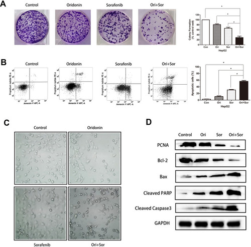 Figure 2 Cotreatment with oridonin and sorafenib synergistically inhibited proliferation and induced apoptosis in HepG2 cells. (A) The proliferation of HepG2 cells was measured by colony formation assays after treatment with oridonin, sorafenib and oridonin combined with sorafenib. (B) Flow cytometry showed enhanced apoptosis induction in HepG2 cells after combined treatment with oridonin and sorafenib. (C) Representative micrographs of the cellular morphological signatures after the treatments. (D) The expression of PCNA, Bcl-2, Bax, cleaved PARP and cleaved caspase 3 was analyzed by Western blotting. (The data represent the mean ± SD of three independent experiments. *Indicates p<0.05 compared with the combination group; Ori indicates oridonin; Sor indicates sorafenib; Ori + Sor indicates combined oridonin and sorafenib treatment).