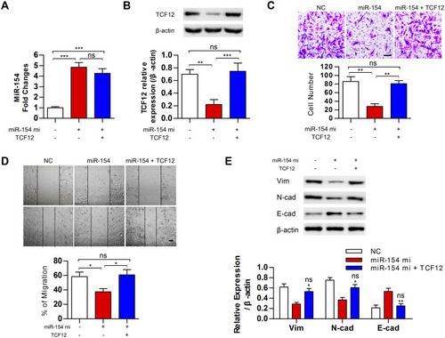Figure 7 MiR-154 inhibited the malignancy of GBM cells by downregulating TCF12. (A) MiR-154 levels were analyzed in miR-154 stably expressed U251 cells after transfected with TCF12. (B) TCF12 protein levels were analyzed by Western blot in miR-154 stably expressed U251 cells after transfection. (C) Transwell assays showed that TCF12 increased the number of invasive cells compared with the number when overexpressing miR-154 alone. The experiment was conducted 24 h after transfection. (D) The migration distance of TCF12 transfected miR-154 stably expressed cells was longer than witch of the miR-154 only overexpressed cells. The experiment was conducted 24 h after transfection. (E) TCF12 prevented the miR-154-induced reduction in vimentin and N-cadherin and the increase in E-cadherin. *: compared with miR-154, ns: compared with NC (*p<0.05, **p<0.01, ***p<0.001, ns: no significance, Bar=100 μm).