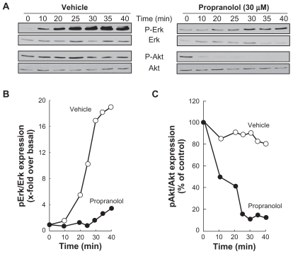 Figure 5 Propranolol inhibits PMA-induced phosphorylation of Erk, and potentiates PMA-mediated Akt phosphorylation. A) Medulloblastoma-derived DAOY cells were serum-starved for 30 minutes in the presence of vehicle or 30 μM propranolol. Cells were then incubated for the indicated time with vehicle or 1 μM PMA. Lysates were isolated, electrophoresed via sodium dodecylsulfate–polyacrylamide gel electrophoresis and immunodetection of phosphorylated Erk (P-Erk), Erk, phosphorylated Akt (P-Akt), and of Akt proteins was performed as described in the Methods section. B, C) Quantification was performed by scanning densitometry of the autoradiograms. Data were expressed as x-fold induction over basal untreated cells for P-Erk/Erk, and as the percent (%) expression of untreated basal conditions for P-Akt/Akt.