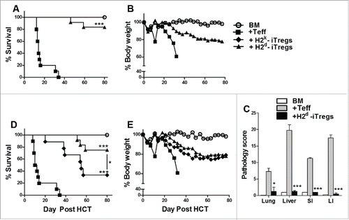 Figure 1. Alloreactive CD4+ iTregs attenuate GVHD in high potency. BALB/c mice were lethally irradiated (700cGy) and transplanted with 5 × 106 TCD-BM from B6 donors and 1 × 106 CD25hi H2d specific iTregs. Three days later, 1.0 × 106 CD25 depleted B6 Teffs were injected alone or with a second dose of H2d iTregs (1–0.5 × 106). Recipients were monitored for survival (A) and body weight loss (B) for 80 d, n = 12. In separate experiments, GVHD target organs were excised for pathological scoring (C). Recipient BALB/c mice were lethally irradiated (700cGy) and transplanted with 5 × 106 TCD-BM from B6 donors and 1 × 106 CD25hi H2d or H2k reactive iTregs. Three days later, 1.0 × 106 CD25-depleted B6 Teffs were injected alone or with a second dose of H2d or H2k reactive iTregs (1–0.5 × 106). Recipients were monitored for survival (D) and body weight loss (E) for 80 d, n = 12. *p < .05; **p < .01; ***p < .001. Error bars indicate the mean of standard error. BM stands for (TCD-BM) only; +Teff stands for (BM + Teff); + H2d-iTregs stands for (BM+Teff+H2d-iTregs), same abbreviations used henceforth.