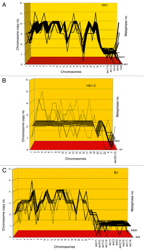 Figure 2. Three-dimensional arrays of 20 karyotypes of the immortal tumorigenic human cell lines HA1 and HA1-2 and BJ based on the cytogenetic data listed in Table 1. HA1 and HA1-2 lines originated late from human kidney cells (Fig. 1), and BJ from human skin cells about 60 generations after transfection of mass cultures with artificially overexpressed telomerase and two overexpressed oncogenes (text). The karyotype arrays are three-dimensional tables, which show the chromosome numbers of 20 karyotypes on the x-axis, the copy numbers of each chromosome on the y-axis and the number of karyotypes arrayed on the z-axis. By forming parallel lines, the chromosome copy numbers of 20 karyotypes indicate that the three lines are highly clonal. A minority of non-clonal copy numbers differing from the clonal values in narrow margins of ± 1, stands out above or below these lines (Table 1). This indicates that all three lines have clonal but flexible karyotypes.