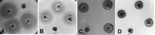 Figure 3 Antibacterial potential of N-SNPs against Escherichia coli (A), methicillin-resistant Staphylococcus aureus (B), Salmonella typhimurium (C) and Streptococcus mutans (D). The number 1, 2, 3 referred to N-SNPs treatment (in triplicate experiments) and 4 was negative control (distilled water).