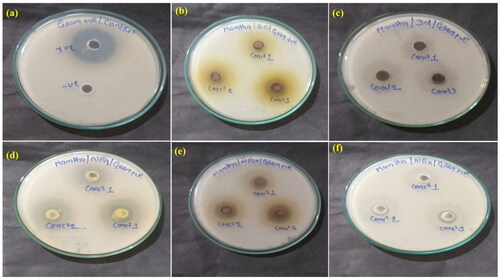 Figure 6. (a) Control; inhibition zone of Bacillus cereus (gram positive) & Ciprofoxin (gram negative) organism for control; and (b-f) inhibition zone of Bacillus cereus (gram positive) organism for synthesised 3 C, 3D, NR9, NR10, and NR11 compounds respectively.
