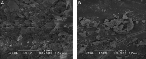 Figure 5 Scanning electron microscopy images of zirconia (A) and sulphated zirconia (B) calcined at 600°C for 3 hours.