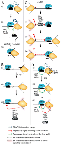 Figure 4 Mechanism of initiation and spatial range of checkpoint signaling to the tRNA genes. The models depict events that occur during normal cycling (A), and under conditions of replication stress induced by HU and MMS (B–D). The scenarios outlined include cis-signaling where a fork is paused at a tRNA gene (A-i and D), trans-signaling from a fork paused at a tRNA gene to another tRNA gene (A-ii), and trans-signaling from a stalled fork to a distal tRNA gene (B and C). The curved arrow represents the direction of fork movement. The PIC on tRNA genes is labeled ”III-B-C.”