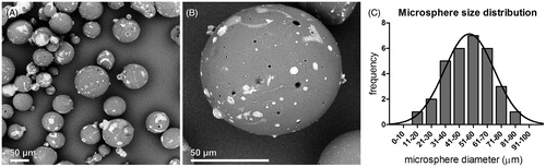 Figure 2. Scanning electron microscopic visualization and size distribution of PEA microspheres. (A) A microsphere ensemble and (B) the surface of a single PEA microsphere, showing evident surface pores (magnification 570× and 2350×, respectively). (C) Size distribution histogram, displaying a normal distribution with a mean of 57.2 μm and a standard deviation of 17.7 μm. D'Agostino & Pearson omnibus normality test; p = ns.
