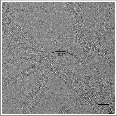 Figure 4. Long extensions observed for dynamic yeast MTs. Examples of long extensions of tubulin from the ends of MTs. Curvature (degrees per monomer) for one of these extensions is indicated, and corresponds closely to that most commonly observed for GTP-bound yeast oligomers (see Figure 3F). Many of these extensions appear to be more than one protofilament wide. Scale bar 50 nm. MTs are decorated with kinesin motor domain.