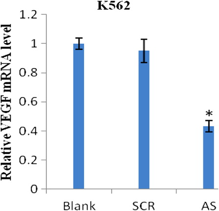 Figure 5. VEGF AS downregulated VEGF mRNA expression levels. K562 cells were seeded at a density of 5 × 105/ml in 24-well plates and transfected with 0.4 µmol/l VEGF AS in serum-free DMEM conditions for 6 hours. Media were replaced with DMEM supplemented with 10% FCS and incubated for another 48 hours. Total RNA was extracted, and VEGF mRNA was determined by SYBR-Green real-time PCR. VEGF AS effectively downregulated cellular VEGF mRNA levels. *P < 0.01 vs. SCR control.