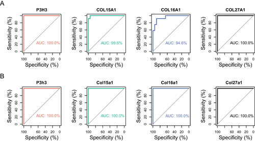 Figure 6 The ROC curve of the diagnostic effectiveness of the four hub genes. (A) ROC curve of P3H3, COL15A1, COL16A1 and COL27A1 in the metadata cohort. (B) ROC curve of P3h3, Col15a1, Col16a1 and Col27a1 in the GSE151834 dataset.