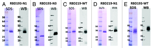 Figure 4. SDS-PAGE and western blot analysis of yeast-expressed RBD proteins. SDS-PAGE (SDS, left panels) and western blot (WB, right panels) analysis of 2 μg purified RBD 193-N1 (A), RBD193-N3 (B), RBD219-WT (C), and RBD219-N1 (D) were performed. Western blot was probed with 0.2 µg/ml of anti-RBD mAb 33G4. Wild-type SARS-CoV RBD protein expressed in 293T cells (RBD193-WT) was included as the positive control (E).