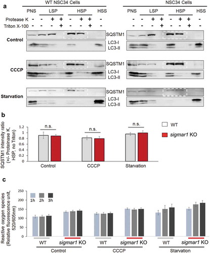 Figure 5. Autophagosome membrane closure is not disrupted in sigmar1 KO NSC34 cells.(a) Western blots (representative result of 4 independent experiments). NSC34 cells were treated with vehicle (control) or CCCP or cultured in the starvation medium. Post-nuclear supernatant (PNS) was centrifuged to produce low-speed pellet (LSP). The supernatant was then separated into high-speed supernatant (HSS) and high-speed pellet (HSP) which contained autophagosomes (membrane closed or not closed). All fractions were incubated with proteinase K and then subjected to western blotting. (b) Quantification of SQSTM1 protected from proteinase K. The ratio of SQSTM1 levels (presence vs absence of proteinase K) was calculated with the bands highlighted in dashed boxes in (a). Data are presented as mean ±SEM; n = 4 independent experiments; n.s., not significant. (c) Assay for reactive oxygen species. Prior to the assay, WT and KO NSC34 cells were treated with vehicle (control) or CCCP or cultured in the starvation medium for indicated hours. Quantification: Mean ± SD; n = 3.