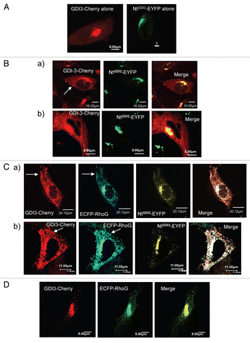 Figure 3 NtGDI3 defines a saturable site at the Golgi. (A) Localization of full-length GDI3-mCherry or NtGDI3-EYFP in MDCK cells. (B) NtGDI3 partially displaces co-expressed GDI3 to the cytoplasm and the cell periphery. MDCK cells are co-transfected with 10 µg of plasmid coding for GDI3-mCherry (red) and 20 µg of NTGDI3-EYFP (green artificial color). The arrow in (Ba) shows patches of GDI3-mCherry at the cell periphery. GDI3-EYFP is also identified at tubulovesicular structures in the cytoplasm (Bb) besides its localization at Golgi and near the plasma membrane. Co-localization at the Golgi is shown in yellow in merged images. (C) NtGDI3 partially displaces co-expressed GDI3 and RhoG to the cytoplasm and the cell periphery in MDCK cells co-expressing GDI3-mCherry, ECFP-RhoG and GDI3Nt-EYFP. Arrows in (Ca and b) show patches of RhoG and GDI3 proteins that co-localize at the cell periphery. The tubulo-vesicular distribution of RhoG and GDI3 is highlighted in Cb. Co-localization of all three proteins appears in white in merged image. (D) MDCK cell co-expressing GDI3-mCherry (red) and EC FP-RhoG (green artificial color) in the absence of NtGDI3-EYFP. Both proteins colocalize at Golgi and vesicles (yellow). Cells were fixed 20 h post-transfection and analyzed by confocal microscopy. Scale bars are in µm as indicated.