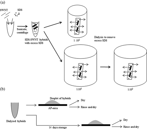Figure 2. Schematic views of experiment. (a) Dialysis procedure. (b) Sample preparation for AFM observations.