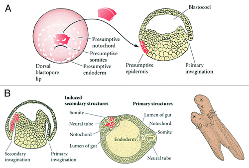 Figure 3. (A and B) The Spemann-Mangold organizer experiment. A graft, taken from near the blastopore of a pigmented amphibian embryo, is transplanted to a different site in an un-pigmented embryo; the transplant initiates a secondary invagination and gastrulation, which eventually results in an entire secondary larva. The graft derived tissues are perfectly integrated anatomically with host cells as shown in the transparent view of the secondary tail region (bottom right).