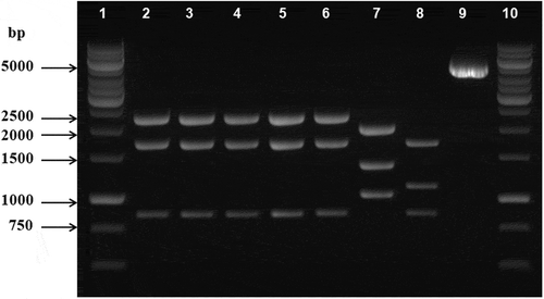 Fig. 3. HindIII restriction fragment lengths of the amplicons of the zwf gene regions of the mutant and wild-type strains of Synechocystis sp. PCC6803. Lines 1–6 are the restriction fragments of ZWFCS101, ZWFCS187, ZWFCS265, ZWFCS445 and SG45, respectively. Line 7 is SZD1 and line 8 is wild-type Synechocystis sp. PCC6803 HindIII fragments. Line 9 is an uncut 4847 zwf amplicon of SG45. Lines 1 and 10 are DNA markers (1 kb DNA ladder, Promega, Madison, USA).