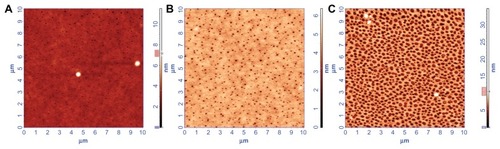 Figure 2 AFM topography images of the triple layer (PLGA [65:35]–PLGA [75:25]–PCL) fabricated under variable experimental conditions. (A) Polymer concentration of 10 mg mL−1, spin coated at 24 × g for 30 seconds; (B) polymer concentration of 10 mg mL−1, spin coated at 53 × g for 30 seconds; and (C) polymer concentration of 5 mg mL−1, spin coated at 24 × g for 30 seconds.Note: The scan size is 10 μm × 10 μm.Abbreviations: PLGA, poly (DL-lactide-co-glycolide); PCL, polycaprolactone.