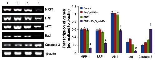 Figure 6 Transcription of mRNA in DDP-resistant A549 cells using reverse transcriptase polymerase chain reaction after treatment for 48 hours.Notes: Line 1, control; line 2, 25 μg/mL Fe3O4-MNP; line 3, 20 μmol/L DDP; line 4, Fe3O4-MNP-DDP. #P < 0.05 versus control group.Abbreviations: Fe3O4-MNP, magnetic Fe3O4 nanoparticles; DDP, cisplatin; MRP, multidrug resistance-associated protein; LRP, lung resistance-related protein.