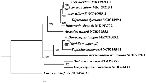 Figure 1. The best ML phylogeny recovered from 13 complete plastome sequences by RAxML. Accession numbers: Nephelium topengii (GenBank accession number, MT471264, this study), Acer lucidum MK479214.1, Acer truncatum MK479213.1, Acer wilsonii NC040988.1, Dipteronia dyeriana NC031899.1, Dipteronia sinensis MK193777.1, Aesculus wangii NC035955.1, Dimocarpus longan MK726005.1, Sapindus mukorossi NC025554.1, Korelreuteria paniculata NC037176.1, Dodonaea viscosa NC036099.1, Eurycorymbus cavaleriei NC037443.1, Citrus polytrifolia NC045403.1.