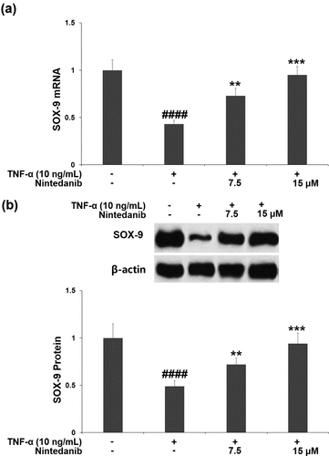 Figure 5. Nintedanib prevented the TNF-α-induced reduction of SOX-9. (a). mRNA levels of SOX-9; (b). Protein levels of SOX-9 (####, P < 0.0001 vs. Vehicle group; **, ***, P < 0.01, 0.001 vs. TNF-α group).