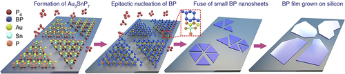 Figure 4 Epitaxial method of BPNSs preparation. From the formation of Au3SnP7, to the epitaxial nucleation of BP, and finally the small BP nanosheets on the substrate fuse into large BP nanosheets. Adapted with permission from Xu Y, Shi X, Zhang Y, et al. Epitaxial nucleation and lateral growth of high-crystalline black phosphorus films on silicon. Nat Commun. 2020;11(1):1330. Copyright © The Author(s) 2020. http://creativecommons.org/licenses/by/4.0/.Citation47