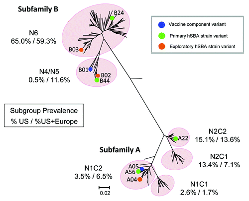 Figure 7. fHBP Phlyogenetic Tree Illustrating MnB hSBA Strain and Vaccine Component Variants. Phylogenetic tree of fHBP/LP2086 variants in the MnB SBA strain pool based on clustalW alignment, and drawn with MEGA 4. Highlighted are the fHBP variant components of bivalent rLP2086 (A05 and B01), the fHBP variants expressed by the primary hSBA strains, and the fHBP variants expressed by the exploratory hSBA strains listed in Table 4. The numbers beneath each fHBP subgroup in the figure represent the percentage of isolates in the US subset of the MnB SBA strain pool (on the left) or the MnB SBA strain pool (on the right) that reside in each subgroup. The scale bar indicates phylogenetic distance based on protein sequence.