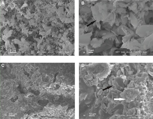 Figure 3 The surface morphology of the CSH (A and B) and composite cement with 30% n-CDHA/MAC (C and D) determined by scanning electron microscopy.Notes: Black arrows indicate the CSH crystal, white arrows indicate the n-CDHA/MAC.Abbreviatons: CSH, calcium sulfate hemihydrate; n-CDHA/MAC, nano calcium-deficient hydroxyapatite/multi(amino acid) copolymer.