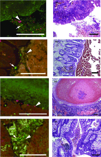 Figure 1.  Parallel FISH (left side) and haematoxylin and eosin (H & E; right side) stained images of lung tissue from affected pheasants. The FISH images show ORT in red (arrowhead) and other bacteria in green (arrow) in the lumen of the bronchi (1a to 1d) with cellular debris. 1a: Case B210-12 Bird 4. 1b: Case B293-2 Bird 4. 1c: Case B293-2 Bird 6. 1d: Case B293-2 Bird 4. The H & E images of the same tissues show cellular debris and red blood cells in the lumen and in (1c) inflammatory cell infiltration of the lung parenchyma adjacent to the bronchus. Bar = 100 µm.