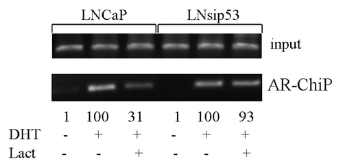 Figure 4. Lactacystin inhibits AR-DNA binding in LNCaP but not in LN-sip53. Cells were cultured for 24 h in CSS and then treated for 24 h with 10 nM DHT in the absence/presence of 3 μM lactacystine. ChiP was performed using antibodies to AR as described in “Materials and Methods.” PCR primers for ARE in probasin promoter were used.