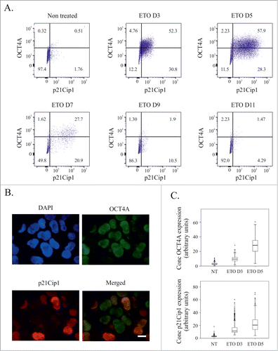 Figure 2. Expression of OCT4A and p21Cip1 following ETO treatment of PA-1 cells. (A) Dual staining for OCT4A and p21cip1 by immunofluorescence 3 d after ETO treatment. (B) Quantitation of OCT4A and p21Cip1 expression on day 3 and day 5 after ETO treatment as measured by image cytometry. (C) Detection of OCT4A and p21Cip1 by flow cytometry after ETO treatment. Data collected over 11 d indicate an increasing expression and heterogeneity, with numerous double positive cells at the time of maximal increase (day 5). Starting from day 7 their expression, double-positive population and degree of heterogeneity gradually decreases during the recovery of clonogenic growth.