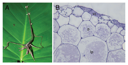 Figure 1 Wullschlaegelia aphylla, a mycoheterotrophic orchid unspecifically associated with saprotrophic Mycena and Gymnopus species. (A) Whole plant at flowering time, with reduced, tuberoid root system at that period. (B) Section of mycorrhizal root showing intracellular hyphal pelotons at early stage (p), or late stage (undergoing lysis, lp); among orchids, the colonization of dead cortical cell (cc) is a unique feature to some saprotrophic fungi (picture by A. Faccio, University of Torino).