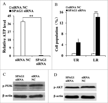 Figure 5. miR-638 promotes immature Sertoli cells apoptosis through SPAG1. ST cells were transfected with SPAG1 siRNA or siRNA NC (A) Content of ATP was measured by ELISA assay. Relative ATP level of siRNA NC group was normalized with the SPAG1 siRNA group. (B) Cell apoptosis was measured 48 h after transfection using Annexin-V/PI staining, followed by flow cytometer analysis. UR: late apoptosis, LR: early apoptosis. (C) p-PI3K (phospho Tyr458) protein levels were detected using Western blot assay. (D) p-AKT (phospho Ser473) protein levels were detected using Western blot assay. Data are presented as the mean ± S. D. (three independent replicates per group). * P < 0.05, ** P < 0.01.