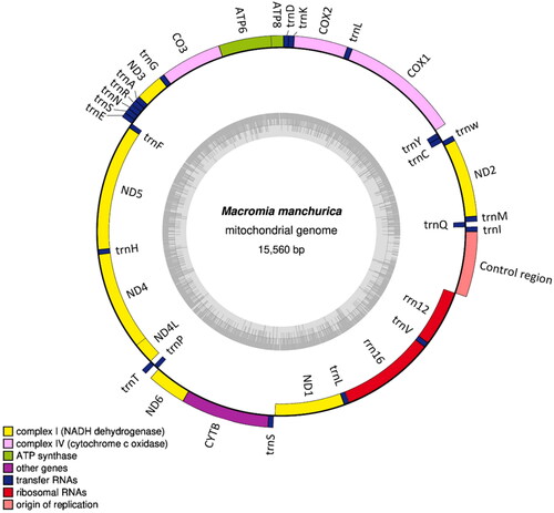 Figure 2. Mitochondrial genome map of the Macromia manchurica. A circular mitochondrial genome map was drawn using OGDRAW program (Greiner et al. Citation2019).