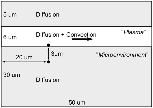 Figure 1. Schematics of 2D finite element (FE) capillary transport domain with dimensions. Black dots mark the position of drug vectors. The third dimension (depth) is 1 µm.