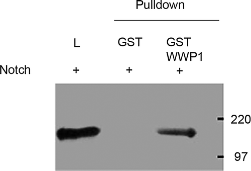 Figure 1.  An in vitro pull-down assay using GST-fusion protein showed that GST-WWP1, but not GST alone, was able to pull-down NICD from cell lysates of Hela cells overexpressing NICD. The left lane shows staining for NICD present in total cell lysate before pull-down (L). The two adjacent lanes show the in vitro pull-down of Notch with GST alone and GST-WWP1 respectively. NICD was detected only with the GST-WWP1 pull-down showing a specific interaction between NICD and WWP1.