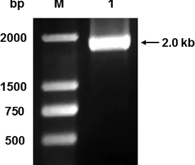 Figure 1. Agarose gel electrophoresis of PCR amplification product from accc30161. M: DNA Marker DL2 000 (Takara Biotechnology Co., Ltd., Dalian, China); 1: PCR amplification products.