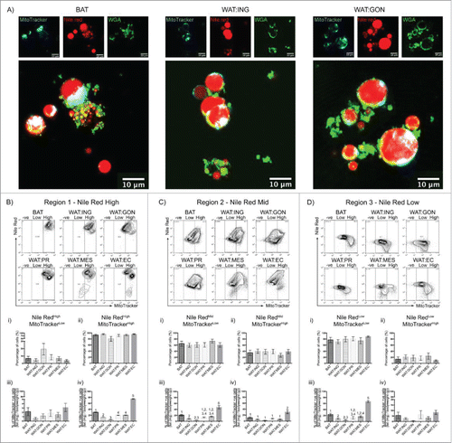 Figure 3. Mitochondrial membrane potential as assessed by Mitotracker® Deep Red fluorescence reveals heterogeneity in adipocytes from different depots. A. Confocal images of buoyant brown (left), white inguinal (middle) and gonadal (right) adipocytes stained with Nile Red (red), WGA (green) and MitoTracker® Deep Red (cyan). Scale bar represents 20 μm. B – D. Representative flow cytometric plot of MitoTracker® Deep Red uptake in BAT, WAT:ING, WAT:GON, WAT:PR, WAT:MES and WAT:EC depots according to Nile Red fluorescence (High, Mid and Low). Gating of MitoTracker® Deep Red was defined as MitoTracker−ve, MitoTrackerLow and MitoTrackerHigh. Bi,ii - Di,ii. Adipocytes from the Nile RedHigh, Nile RedMid and Nile RedLow gate of the 6 adipose depots were compared according to MitoTrackerLow and MitoTrackerHigh uptake in male mice (n = 6). Biii-iv – Diii-iv. Frequency of MitoTrackerLow and MitoTrackerHigh positive cells expressed as a proportion of adipose mass in the Nile RedHigh, Nile RedMid and Nile RedLow adipocyte populations. Data presented as mean ± SEM. Differences between adipose depots were determined by 2-tailed, one way ANOVA and pairwise post-hoc comparison by Tukey's HSD test. Groups sharing a numeral are not significantly different from each other.