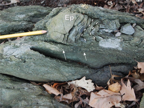 Plate 7. Epidote-pod chlorite schist and mylonite (Omc). Fine-grained aggregates of epidote (Ep) form boudins in a fine-grained chlorite fabric. Low-weathering extensional fractures (dashed lines) in epidote pods are filled with carbonate or, uncommonly, asbestiform amphibole. The epidote pods are thought to have originated as veins, disaggregated by shearing. Also present in this image are coarse-grained, subspherical epidote porphyroblast aggregates (arrows).