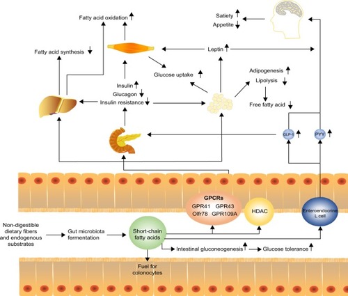 Figure 1 Short-chain fatty acids to host appetite and metabolism control. Short-chain fatty acids (SCFAs) produced via microbiota fermentation of non-digestible dietary fibers or endogenous substrates can be used as fuel for colonocytes and stimulate intestinal gluconeogenesis, which improves glucose tolerance. Moreover, SCFAs can stimulate enteroendocrine L cells to release anorexigenic hormones PYY and GLP-1. These hormones promote satiety and suppress appetite which may promote weight loss. GLP-1 increases the production of insulin and decreases the production of glucagon in the pancreas, which then increases the uptake of glucose in muscle and adipose tissues. SCFAs can also decrease fatty acid synthesis and promote fatty acid oxidation in the liver. In adipose tissue, SCFAs can increase adipogenesis and inhibit lipolysis, thereby decreasing free fatty acids. Meanwhile, SCFAs can promote the secretion of leptin that suppresses appetite.